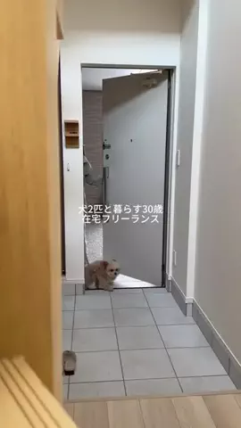 エメちゃんち🐶🌼のTikTok投稿