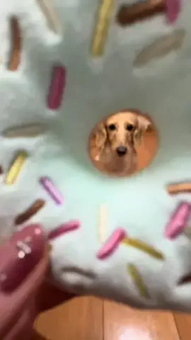 腹だしぱすたのTikTok投稿