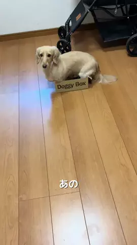 腹だしぱすたのTikTok投稿