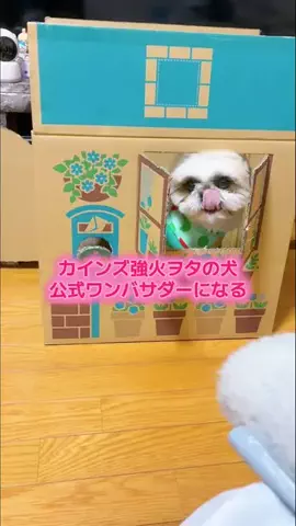 しんちゃん🐶カインズ強火ヲタの犬のTikTok投稿
