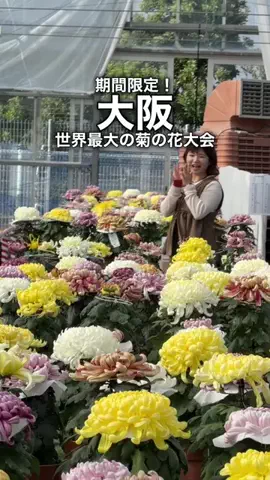 nontabi_odekakeのTikTok投稿