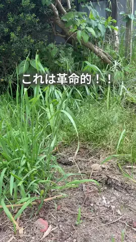 ちゃちゃ| ３兄弟と戦うズボラ母のTikTok投稿