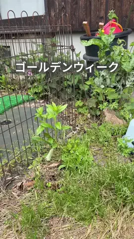 ちゃちゃ| ３兄弟と戦うズボラ母のTikTok投稿