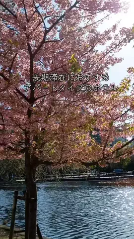 トトロのTikTok投稿