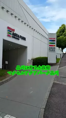 トトロのTikTok投稿