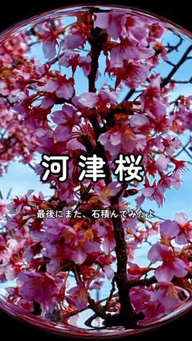 ぴーち まいけるのTikTok投稿
