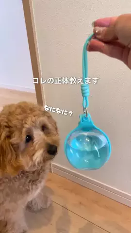 あっきーのTikTok投稿