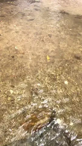 おとけしきのTikTok投稿