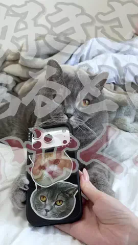 ねこある｜猫との暮らしあるあるのTikTok投稿