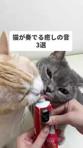 ねこある｜猫との暮らしあるあるのTikTok投稿