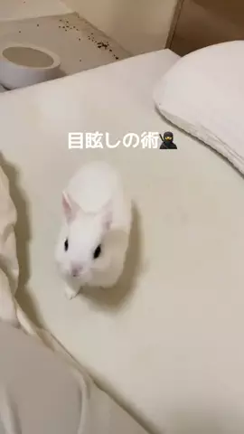 俺と松下のTikTok投稿