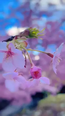 とある気まぐれトラベラー🐉のTikTok投稿