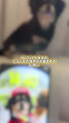 いなり🦊 【ダワワ】チワックスのTikTok投稿