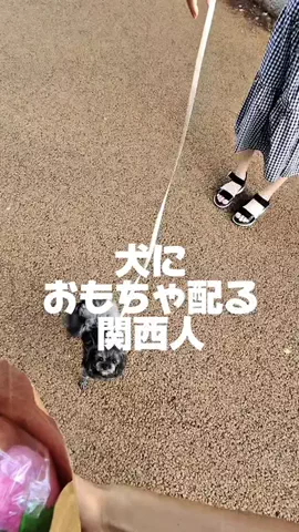 ペットにおもちゃ配る関西人/PetalkのTikTok投稿