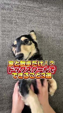 ペットにおもちゃ配る関西人/PetalkのTikTok投稿