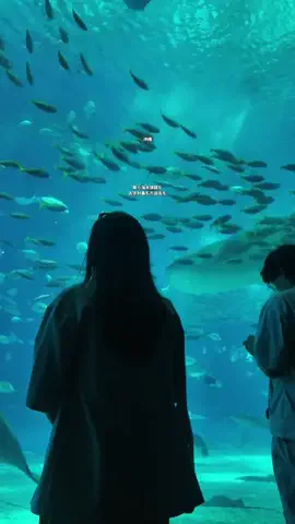 沖縄アウトドアマップ｜おふたりトラベルのTikTok投稿
