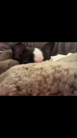 こたろうのいちにちのTikTok投稿