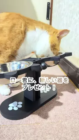 7catroomのTikTok投稿