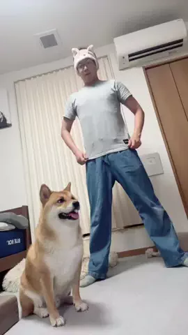 チワワの、のぶなが【飼い主と犬がおもしろすぎる】のTikTok投稿