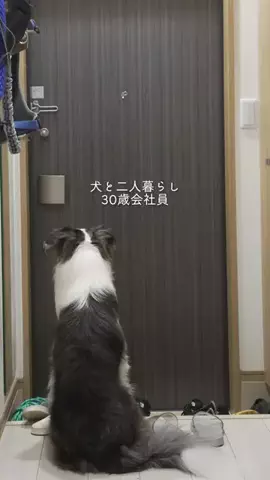 まさ” ボーダーコリーとふたり暮らし”のTikTok投稿