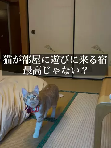 旅ニキ遊山💫飯モク男子旅のTikTok投稿