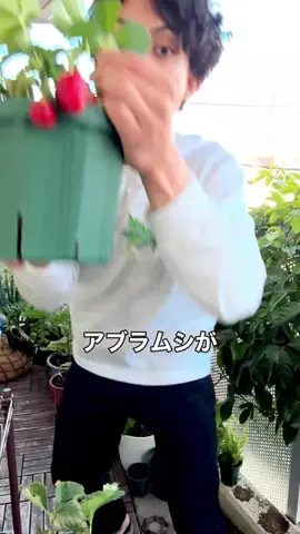 そらベジ🥝ガーデンハックのTikTok投稿