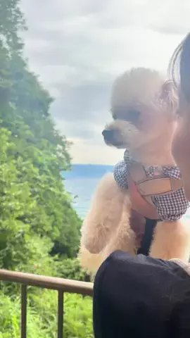 愛犬と行ける関東の宿のTikTok投稿