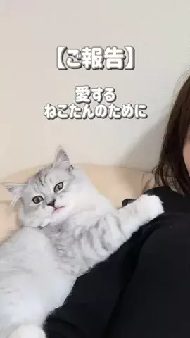 ウチの猫が彼氏すぎるのTikTok投稿