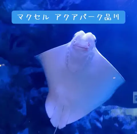 くれ𖨆のくぅねるあそぶのTikTok投稿