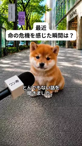 犬猫総合製薬株式会社のTikTok投稿