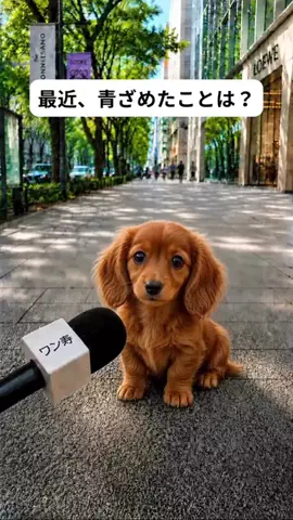 犬猫総合製薬株式会社のTikTok投稿