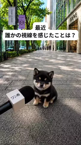 犬猫総合製薬株式会社のTikTok投稿