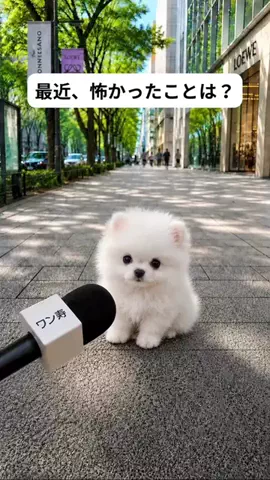 犬猫総合製薬株式会社のTikTok投稿