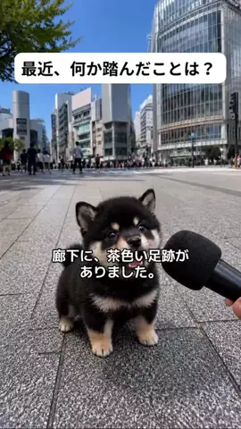 犬猫総合製薬株式会社のTikTok投稿