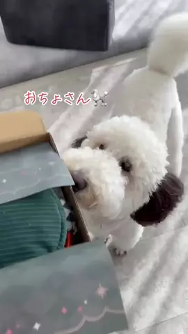 おちょ🐩🐾🖤のTikTok投稿