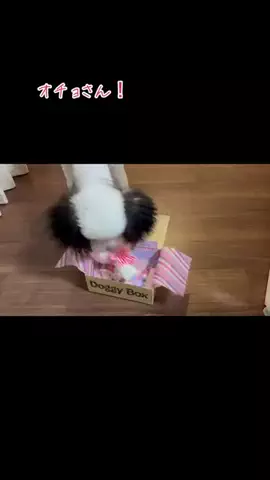 おちょ🐩🐾🖤のTikTok投稿