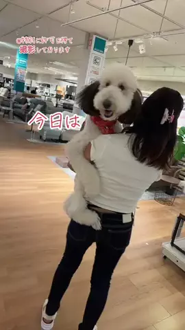 おちょ🐩🐾🖤のTikTok投稿
