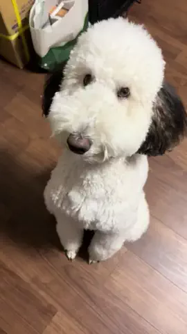 おちょ🐩🐾🖤のTikTok投稿