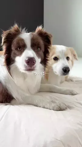 ルナとアリスのTikTok投稿