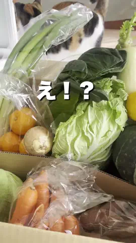 ささみ|2人暮らしの日常のTikTok投稿