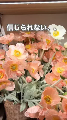 ᴀᴏɪ｜ズボラ主婦でもセンスのいい暮らしのTikTok投稿