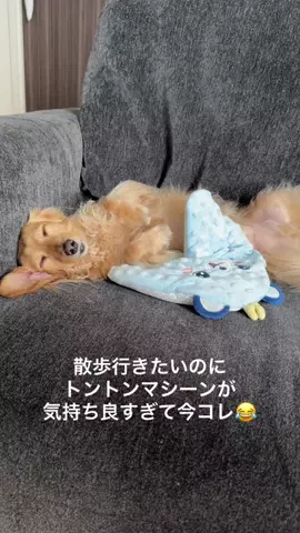 あむ🐶のTikTok投稿