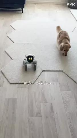 あむ🐶のTikTok投稿
