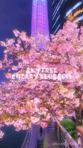 ＊hitohira＊のTikTok投稿