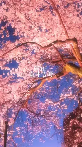 ＊hitohira＊のTikTok投稿