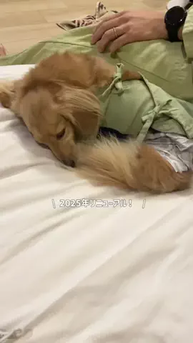 あむ🐶のTikTok投稿
