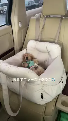 あむ🐶のTikTok投稿