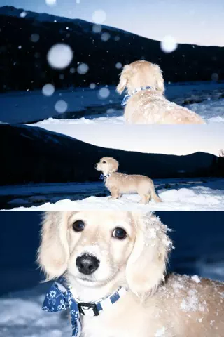 あむ🐶のTikTok投稿