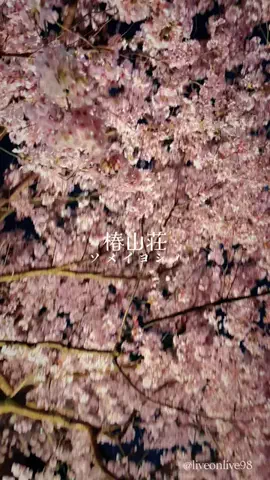 ＊hitohira＊のTikTok投稿