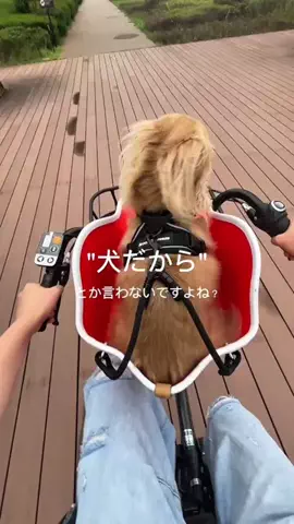 あむ🐶のTikTok投稿